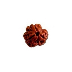 Manufacturers Exporters and Wholesale Suppliers of Three Mukhi Rudraksha Delhi Delhi